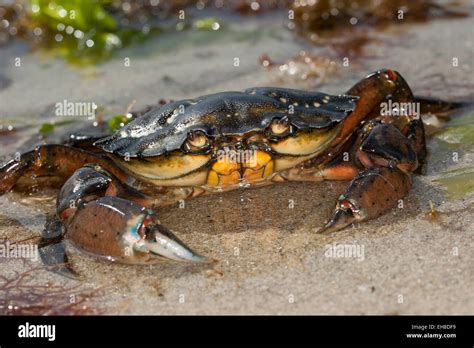 Harbor crab - 